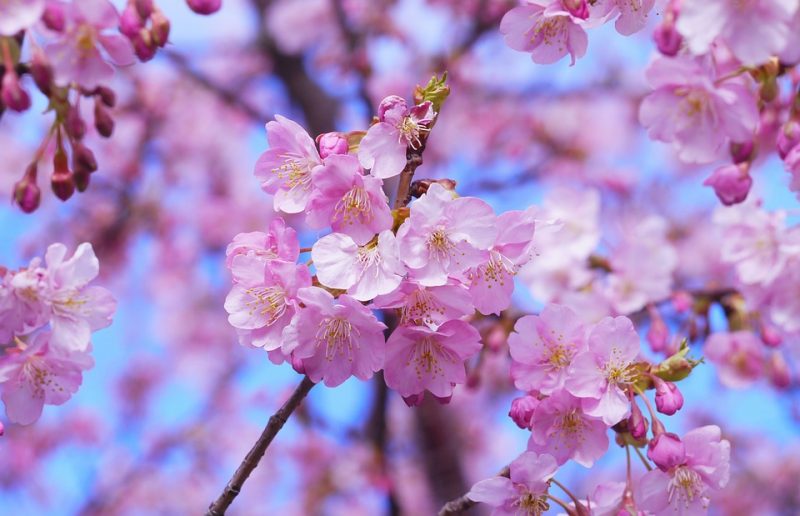 Cherry blossom in japan Tour Packages - Book honeymoon ,family,adventure tour packages to Cherry blossom in japan |Travel Knits