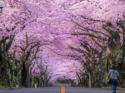 Cherry blossom in japan Tour Packages - Book honeymoon ,family,adventure tour packages to Cherry blossom in japan |Travel Knits