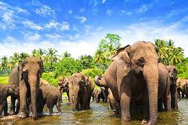 Sri Lanka at a Glance|Sri lankaTour Packages - Book honeymoon ,family,adventure tour packages to Sri lanka|Travel Knits												